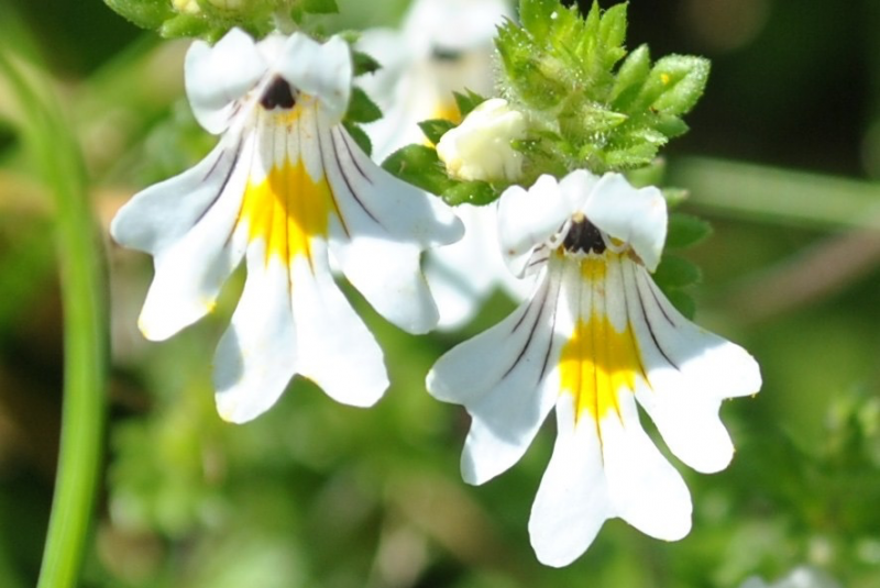 Eyebright: The Herbal Eye, Ear, Nose, and Throat Doctor