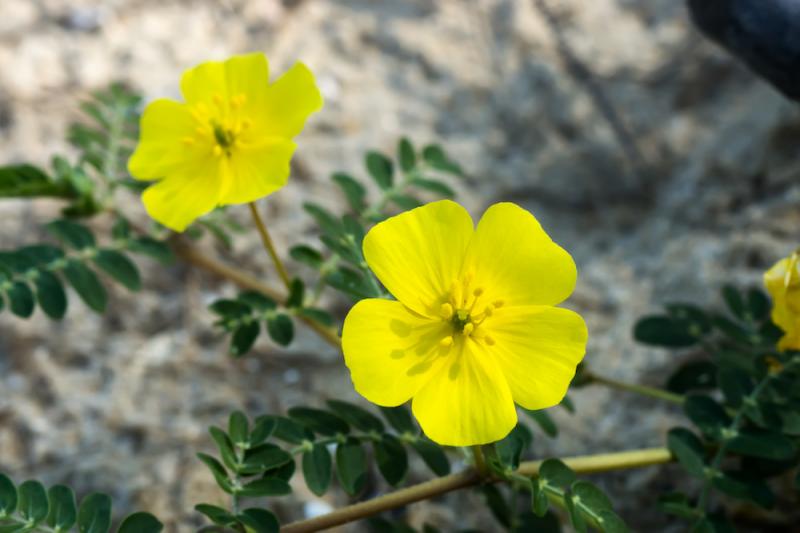 Tribulus: Please Pick This Plant!