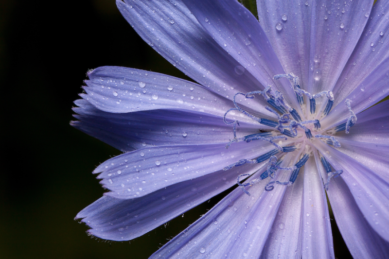 The Beauty and Benefits of Chicory