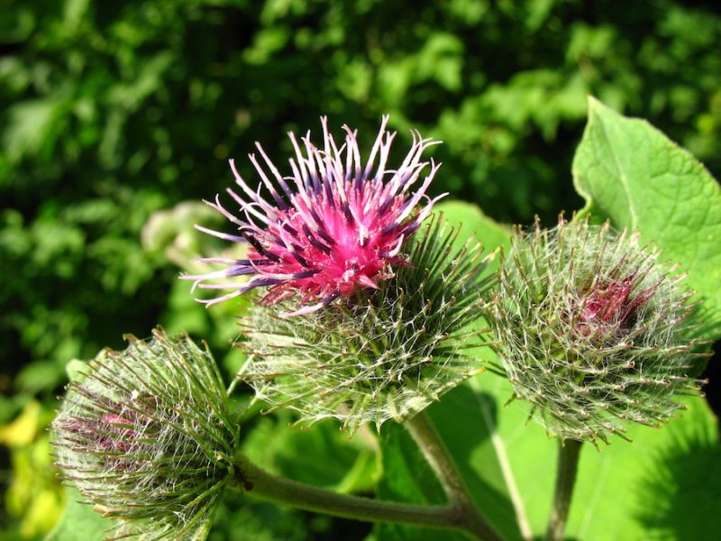 Burdock