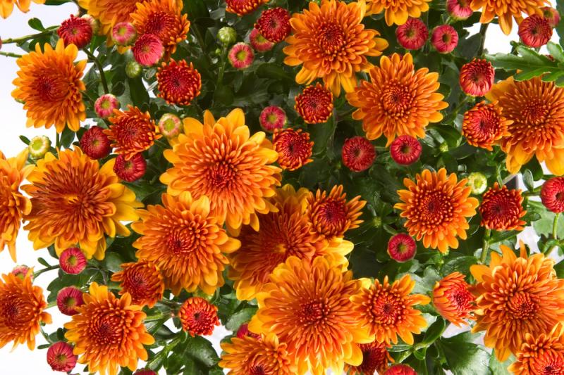 The Medicinal Benefits of Chrysanthemum