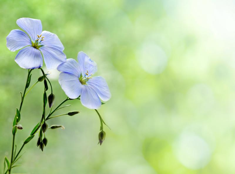 The Many Benefits of Flax