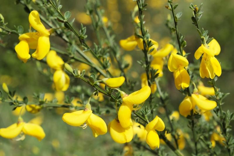 Scotch Broom