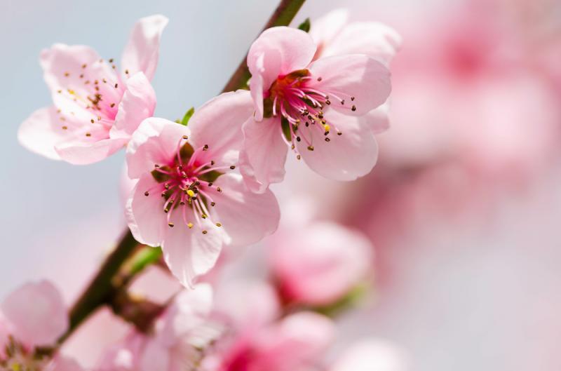 The Cooling, Soothing Peach Tree