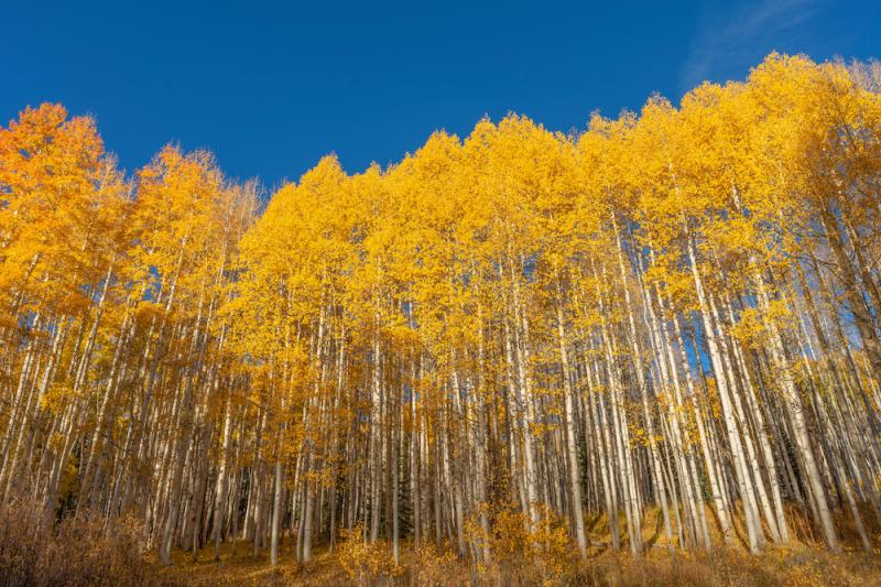 The Beautiful and Useful Quaking Aspen