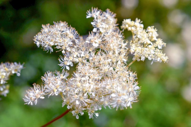 Meadowsweet