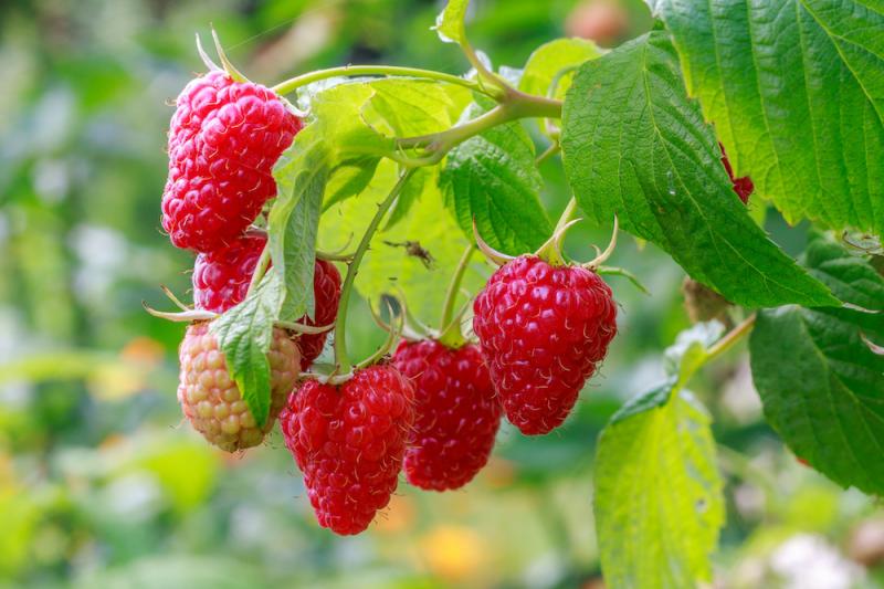 Red Raspberry Leaf