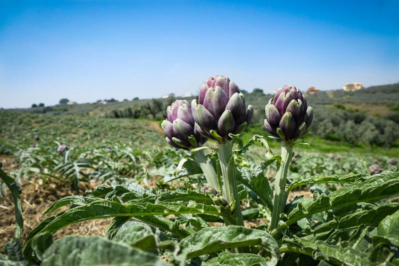 Artichoke