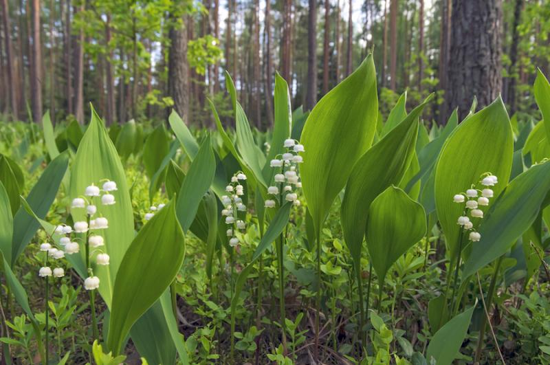 Lily of the Valley