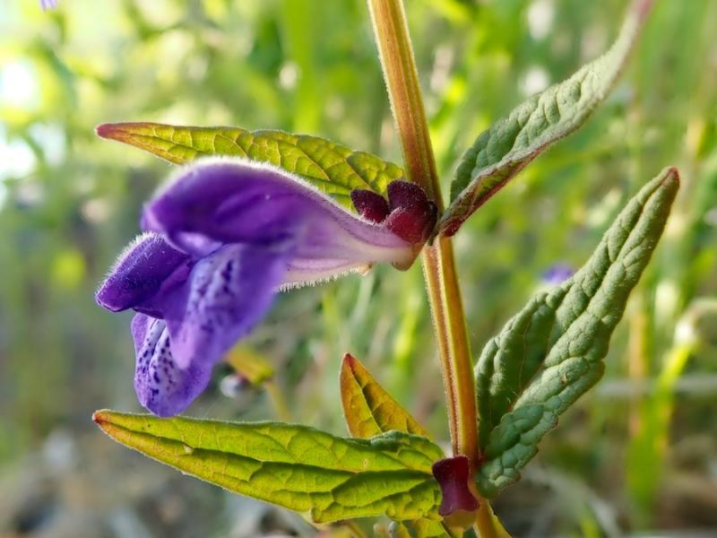 Get Ahead of Stress and Exhaustion with Skullcap