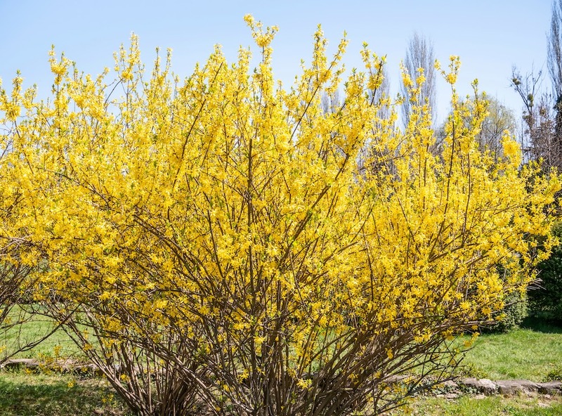 Forsythia