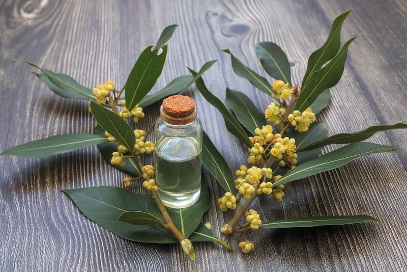 The Noble Bay Leaf