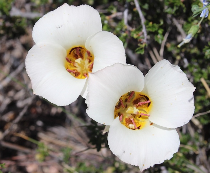 Mariposa Lilies