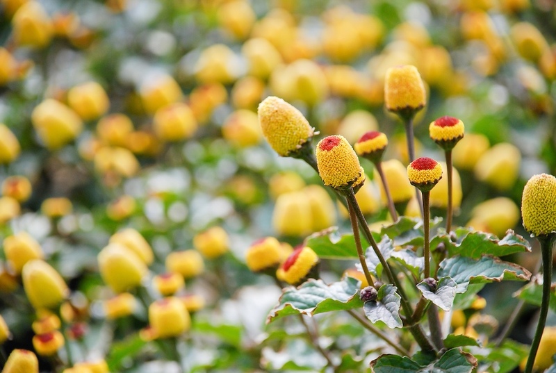 Spilanthes: The Toothache Plant