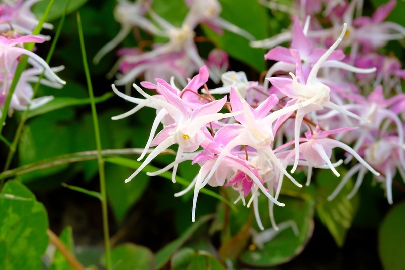 Epimedium: Horny Goat Weed