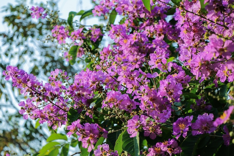 Banaba or Crepe Myrtle