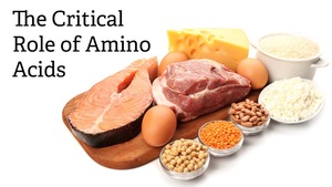 The Critical Role of Amino Acids
